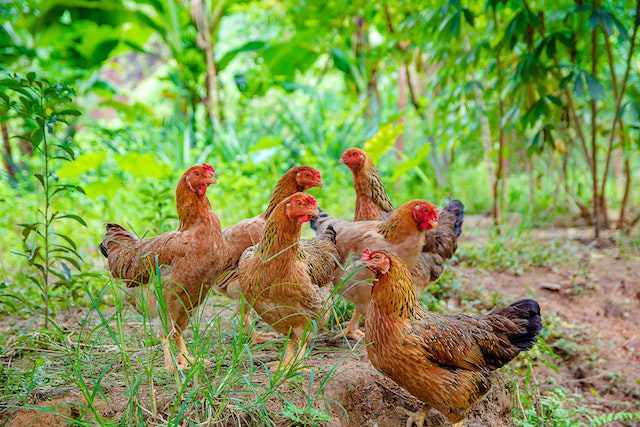 Chicken Farming Methods In Kenya Agcenture