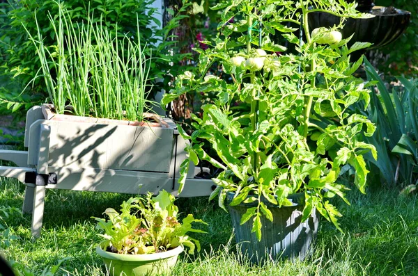 Tomatoes and other vegetables growing in flower pots in an urban garden during the Coronavirus Pandemic