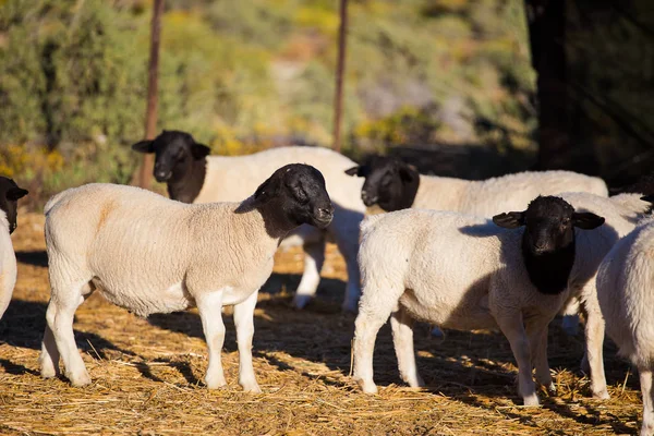 Is Dorper sheep farming in Kenya More Profitable in 2024?