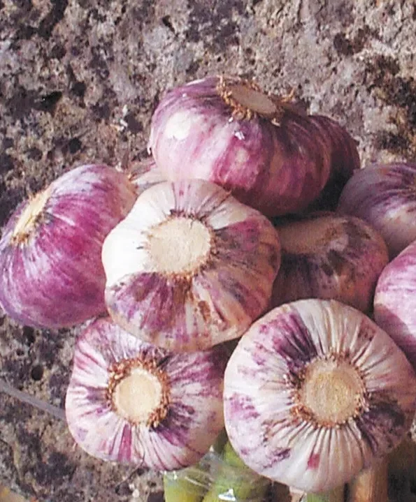 kitunguu saumu or Garlic drying on a farm