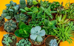 Group of colorful succulent plants