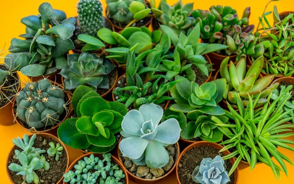 Group of colorful succulent plants