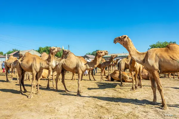Lots of camels standing for a sale on Hargeisa livestock market, Somaliland