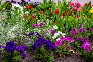 Bright colorful petunia flowers flowerbed with green leaves blossoms in the garden in spring and summer season.