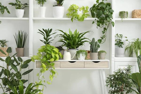 Best Indoor Plants in Kenya, Easy Care and Local Adaptation