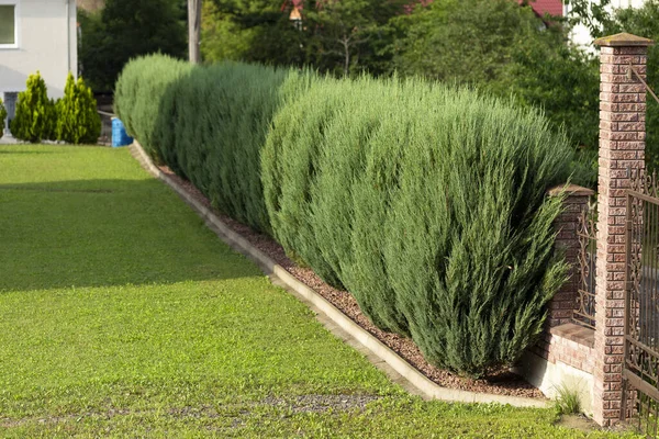 Modern garden with the use of conifers. An example of modern landscape design. Small Gardens and Unique Plants. Living fence made of thuja cottage trees