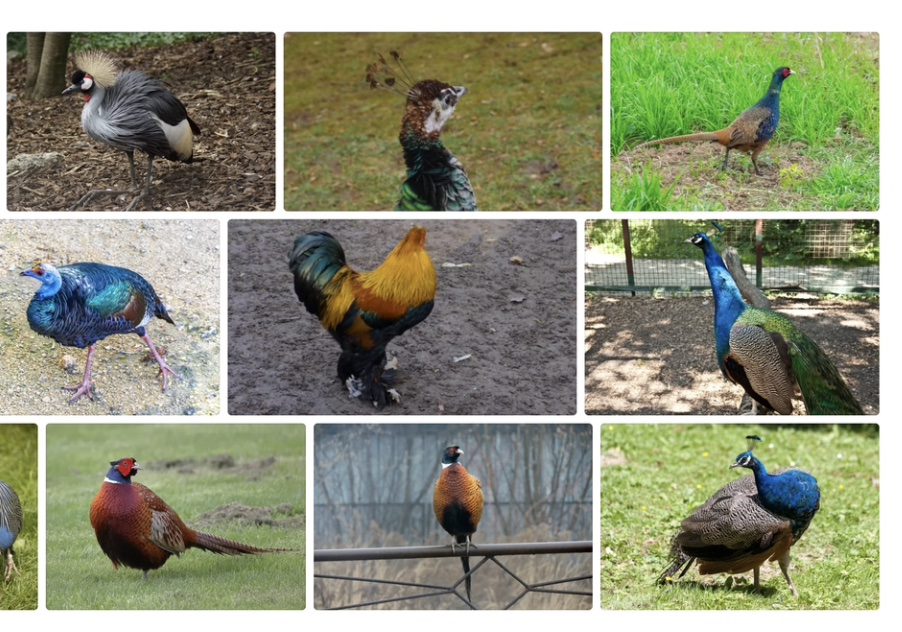 A collage of ornamental birds including turkey, pheasant, peacock and crane among others