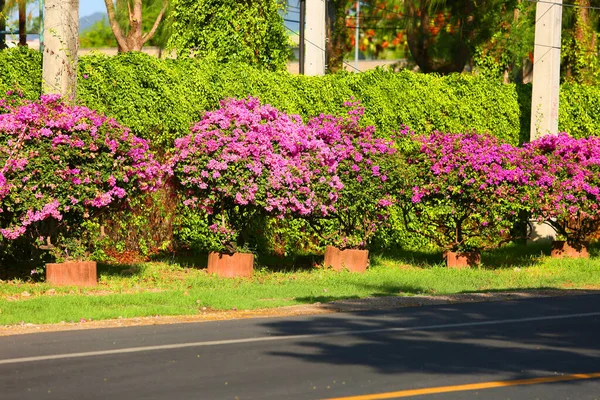 live or natural fence made of keiapple and decoared with pink Bougainvillea flowers