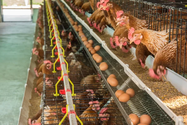 Multilevel Production Line Conveyor Production Line Chicken Eggs Poultry Farm — Stock Photo, Image Remove BG Save Share Sample Multilevel production line conveyor production line of chicken eggs of a poultry farm, Layer Farm housing, Agriculture technological equipment. Limited depth of field. - stock image S 1000 × 667JPG 8.47 × 5.65cm L 2000 × 1333JPG 16.93 × 11.29cm XL 6000 × 4000JPG Standard License 50.80 × 33.87 cm 300 dpi super 12000 × 8000JPG 101.60 × 67.73cm EL 6000 × 4000JPG 50.80 × 33.87cm Download Image Multilevel production line conveyor production line of chicken eggs of a poultry farm, Layer Farm housing, Agriculture technological equipment. Limited depth of field.