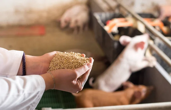 Veterinarian holding dry food in granules in hands and offering to piglets in stable