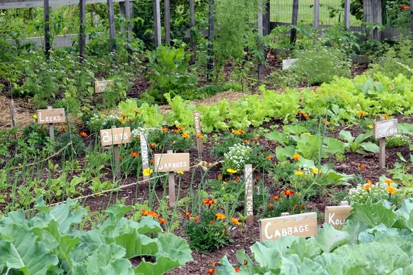 Pretty little flower garden in the countryside filled with varied vegetables under the summer sun