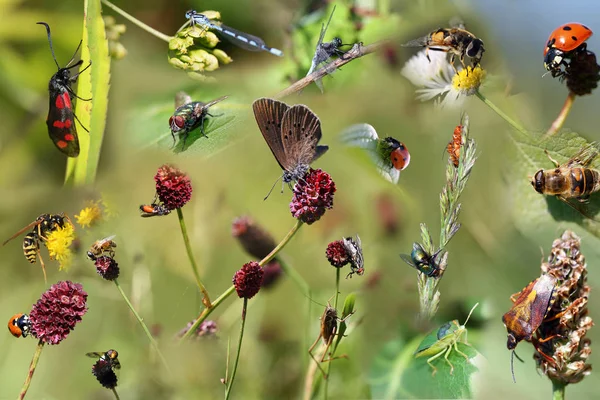 Set of insects on white