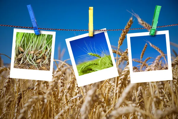 Wheat in four different stages of growning collage