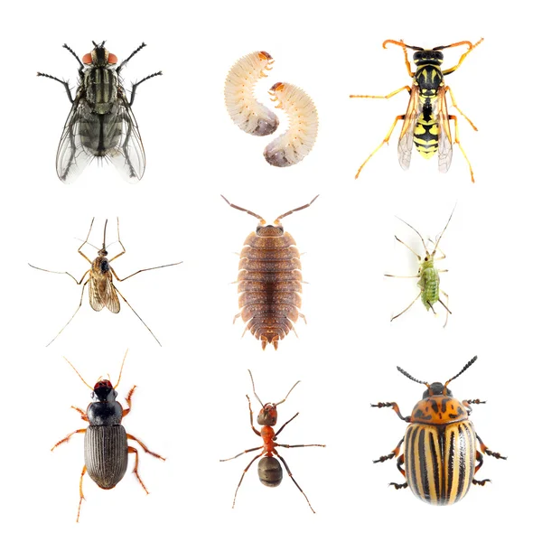 How to identify and Manage Common Garden Pests | Agcenture