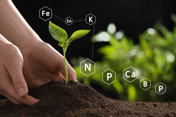 Plants growing on soil with concept of plant fertilizers, plant nutrients and necessary factors for plant growth and development process.