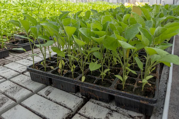 Growing seedlings of sweet pepper in cassettes with organic soil 