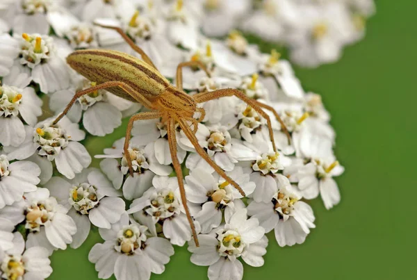 Running spider tibellus oblongus