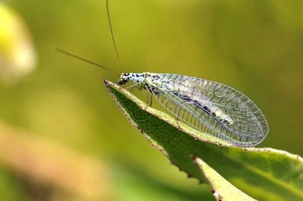 Macro of lacewings (Chrysopa) on grass 