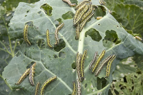 Cabbage leaf covered with caterpillas pest