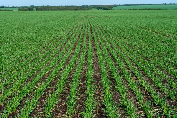 Young wheat seedlings grow in a field on a Sunny slope. The young green wheat grows from the soil of a friendly series against the blue sky