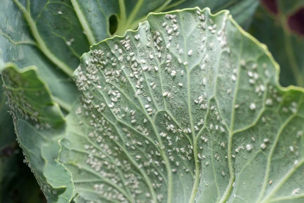 Whitefly Aleyrodes proletella agricultural pest on cabbage leaf.