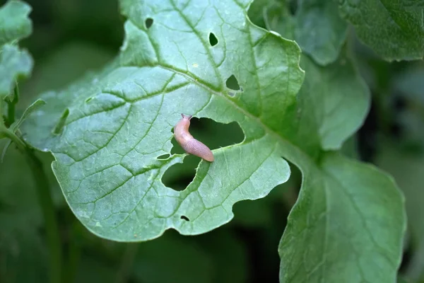 A small brown slug eats the leaves of the plant. Pests eat radish leaves. slug invasion in spring. 