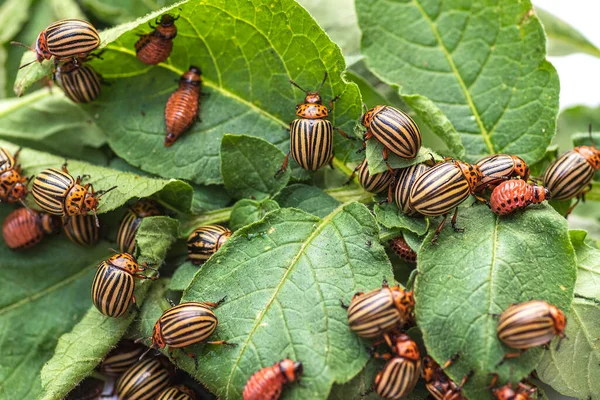 Many Colorado potato beetle.Colorado beetle eats a potato leaves young.Colorado potato beetle on a light background