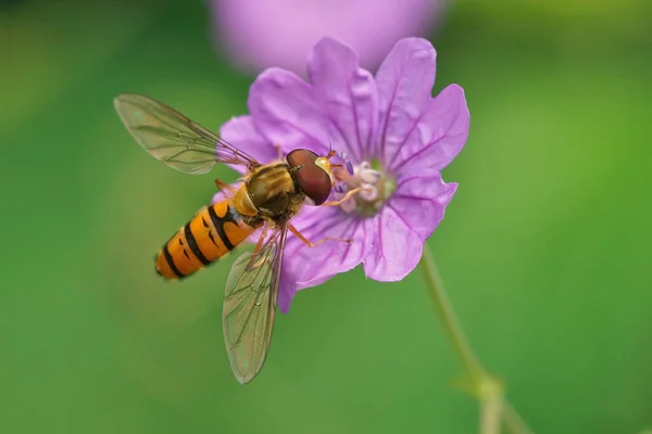 A closeup shot of a marmalade hoverfly on the violet delicate flower - Episyrphus balteatus