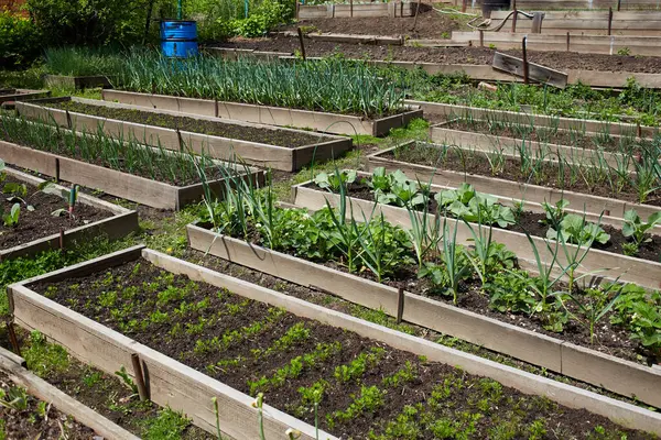 Organic vegetable garden beds with carrots, garlic, cabbage and other vegetables. 