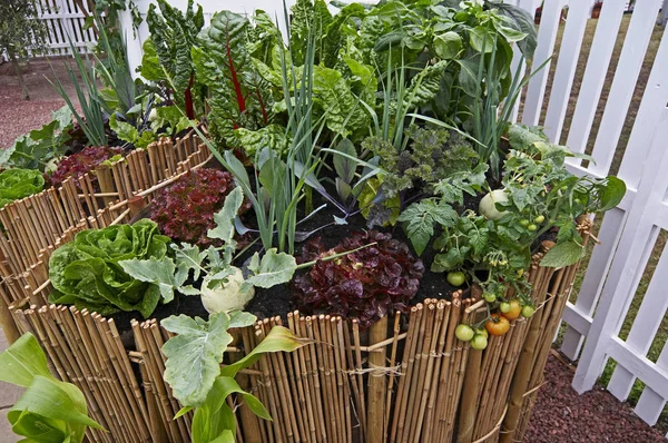 Unusal vegetable container in a urban garden made from bamboo canes