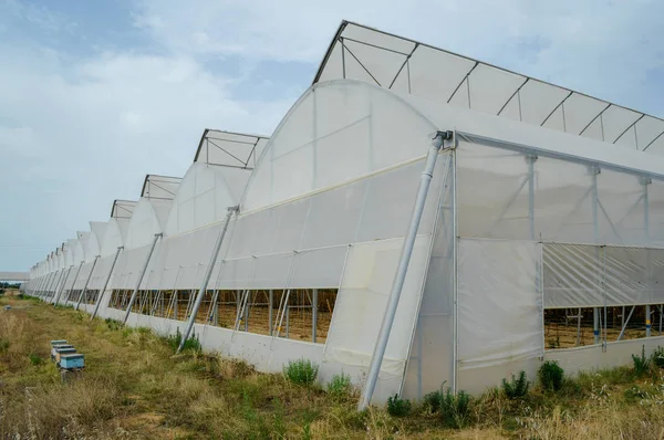 Exterior view of the white-green greenhouse.