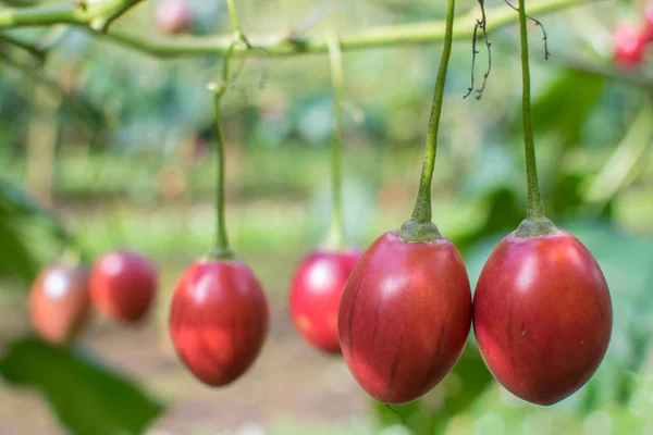 Is Tamarillo Farming in Kenya Profitable?